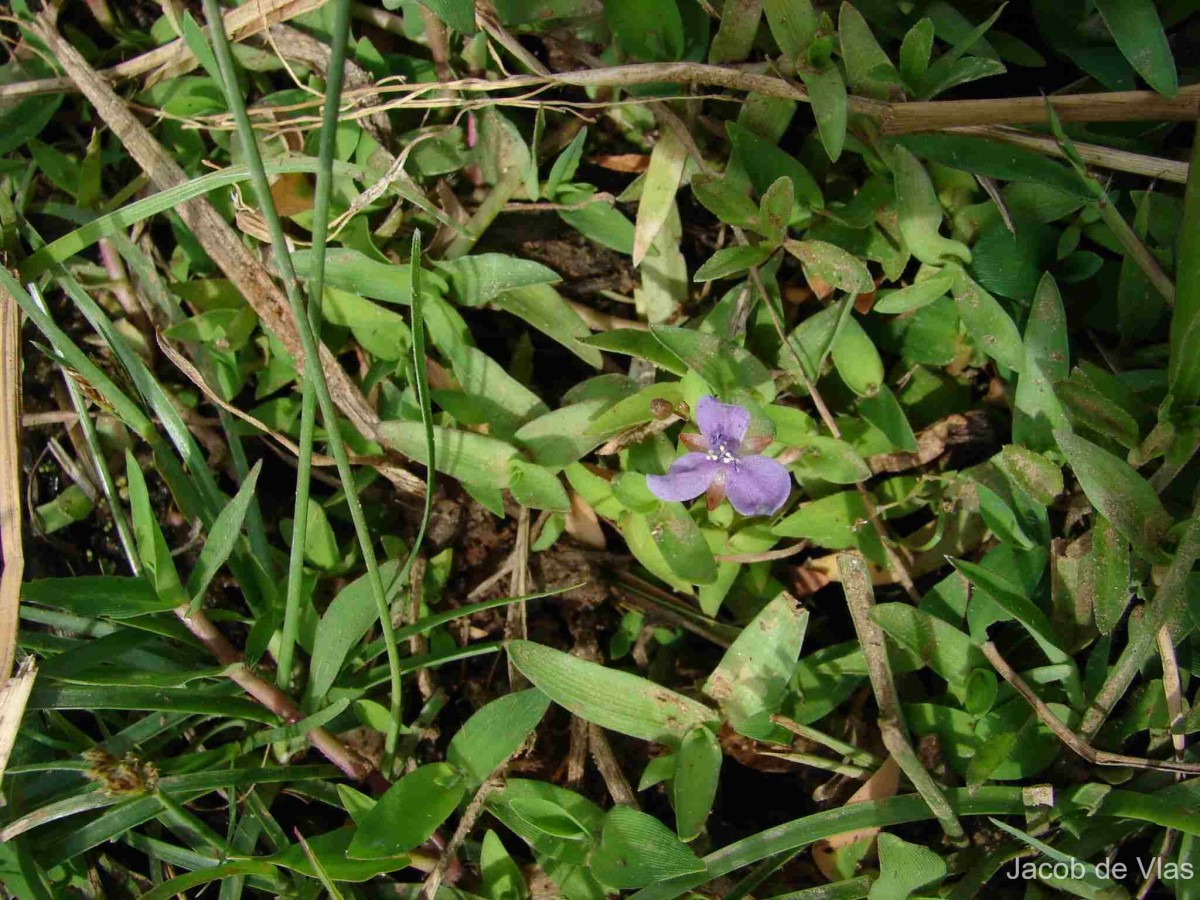 Murdannia spirata var. spirata (L.) G.Brückn.